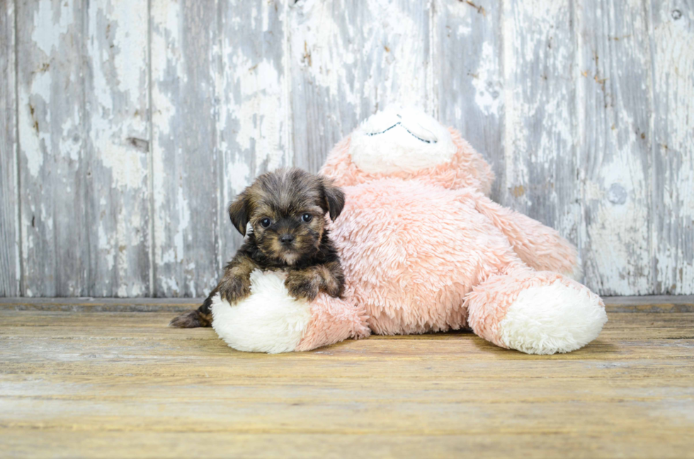 Best Shorkie Baby