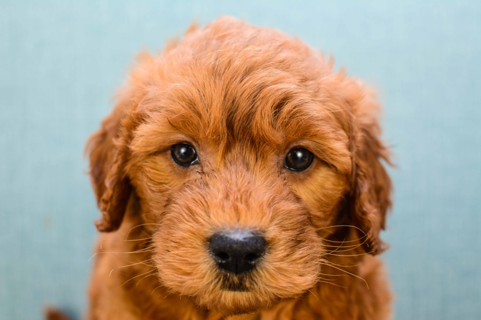 Mini Goldendoodle Puppy for Adoption