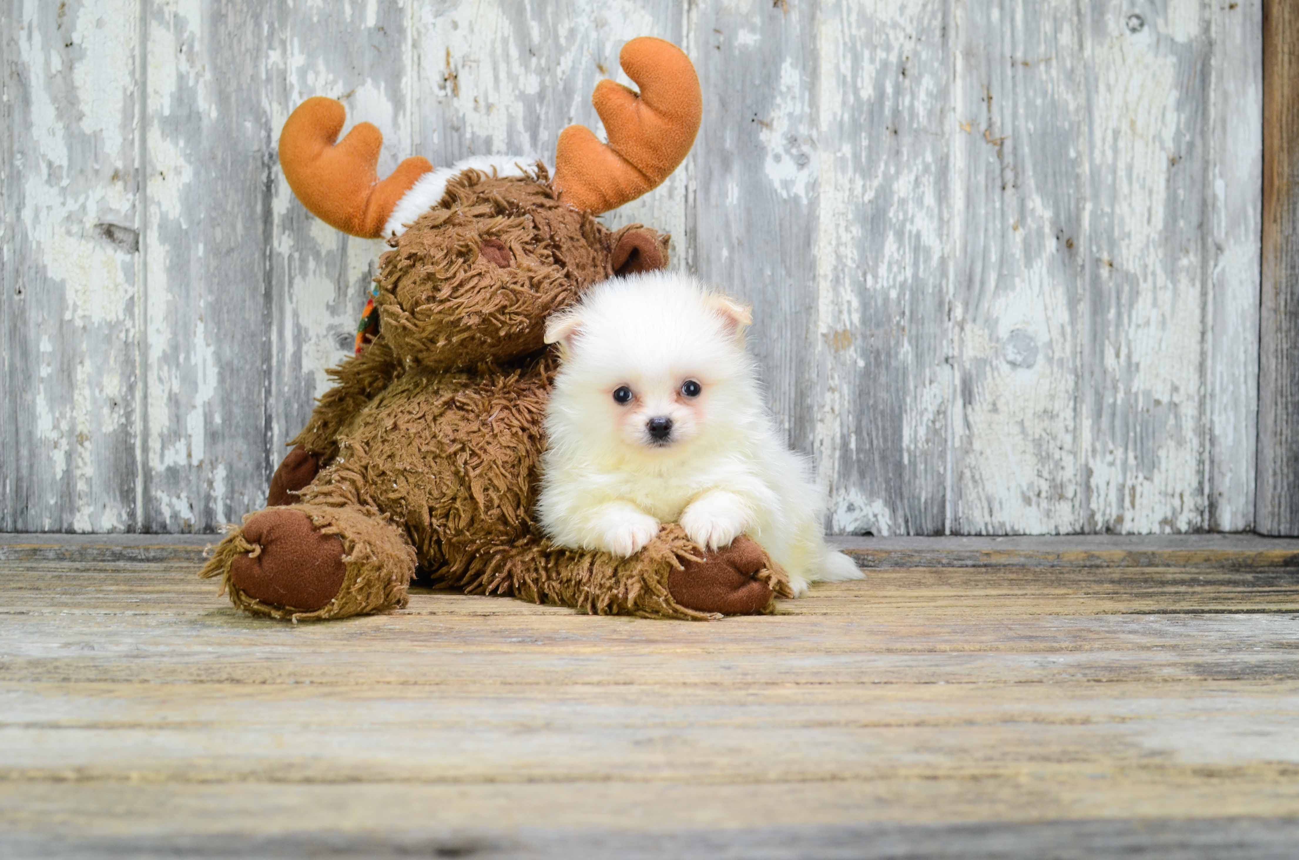 Pomeranian Puppy for Adoption