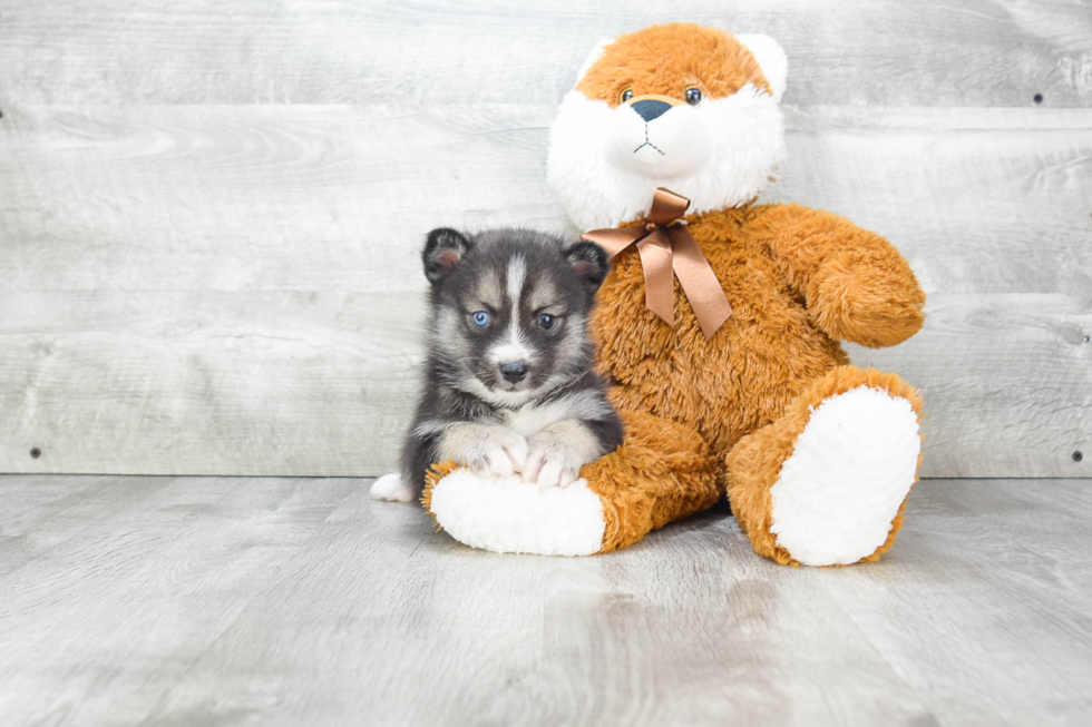 Friendly Pomsky Baby