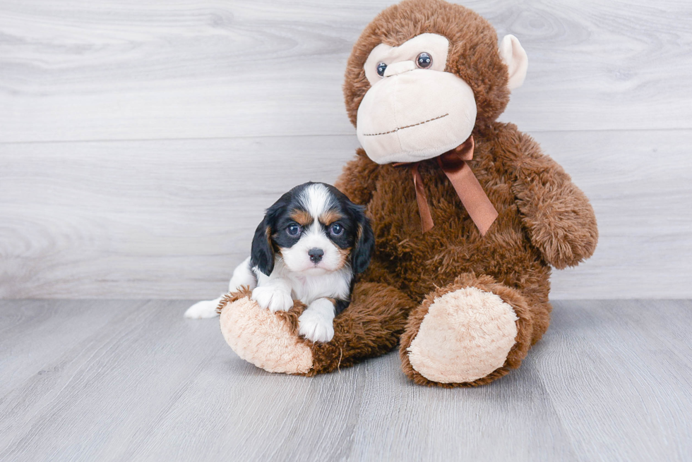 Little Cavalier King Charles Spaniel Purebred Pup