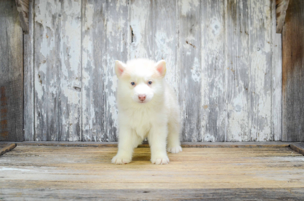 Fluffy Pomsky Designer Pup