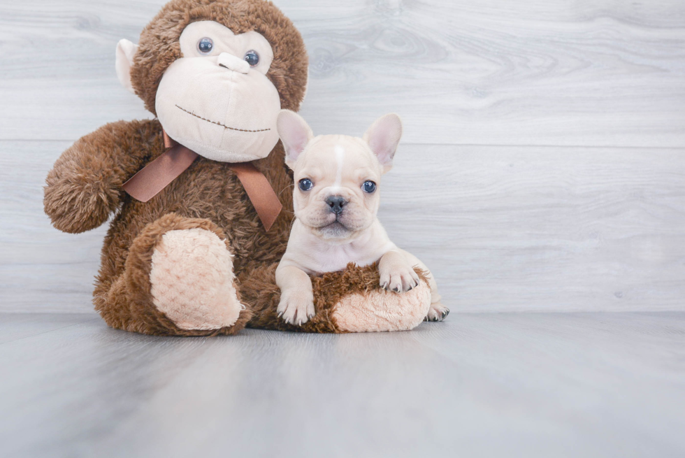 French Bulldog Puppy for Adoption