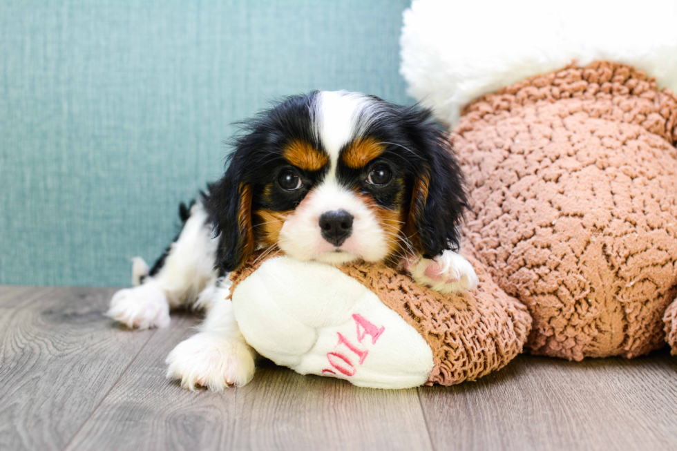 Best Cavalier King Charles Spaniel Baby