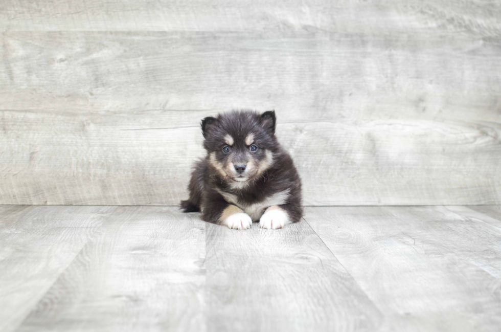 Adorable Mini Husky Designer Puppy