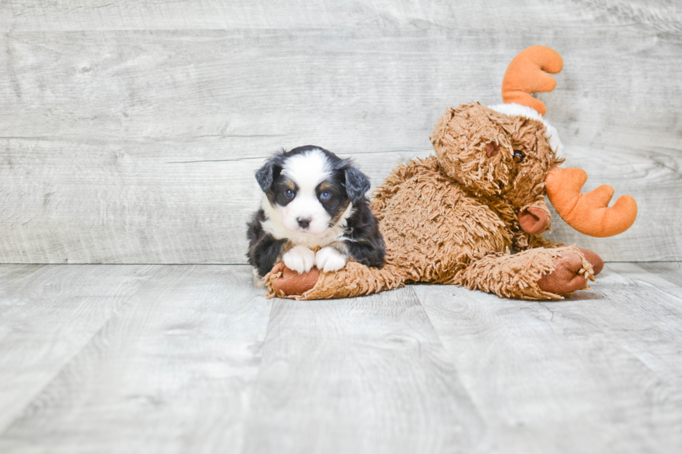 Best Mini Aussiedoodle Baby