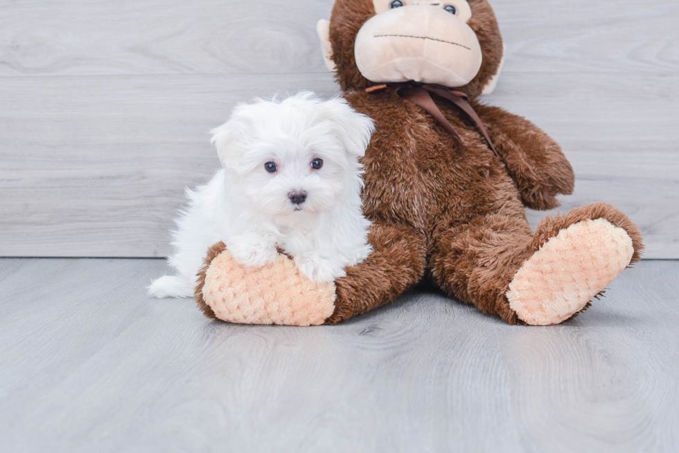 Maltese Puppy for Adoption