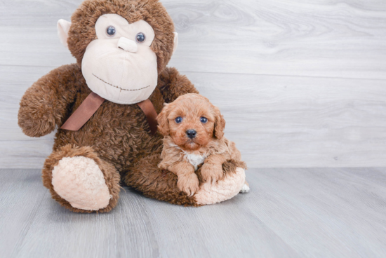 Cavapoo Pup Being Cute