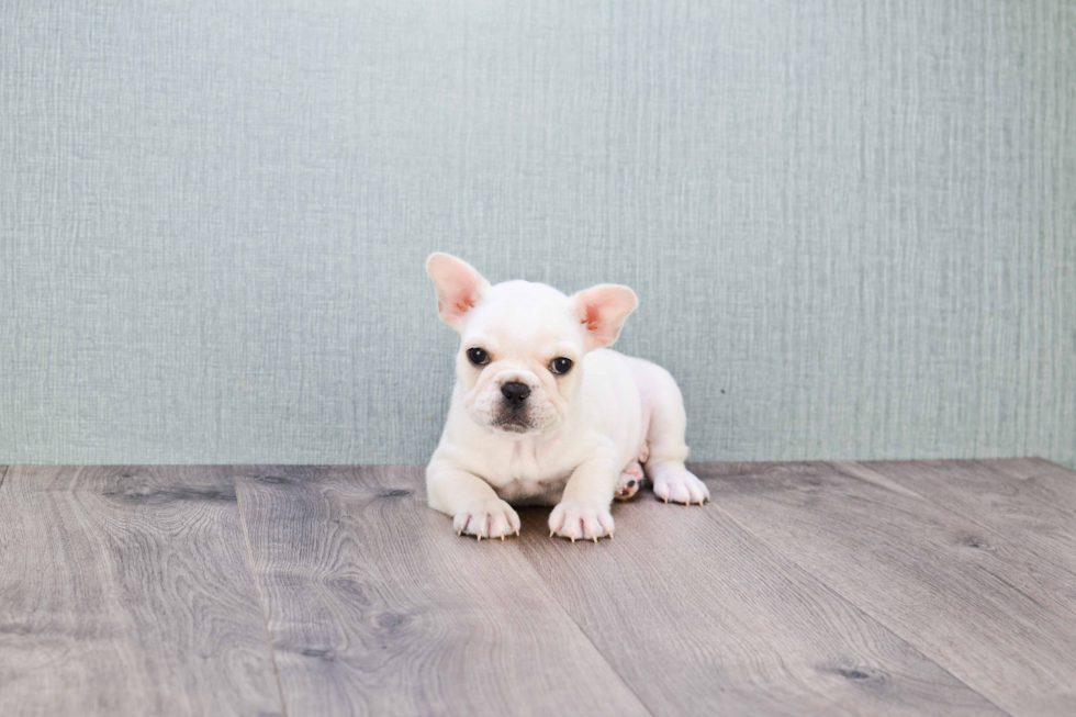 French Bulldog Puppy for Adoption