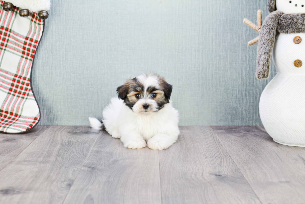 Havanese Pup Being Cute