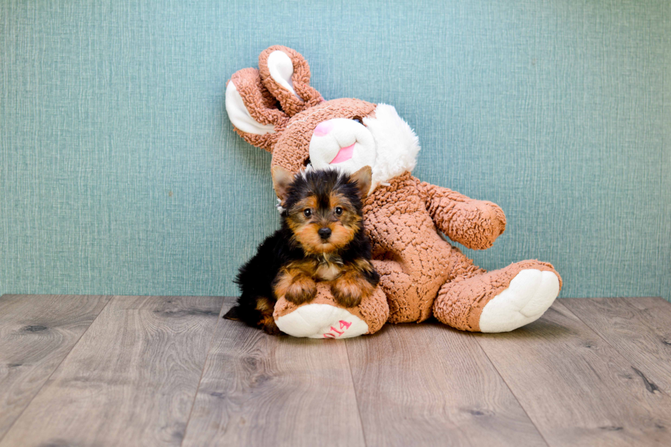 Meet Tinkerbell - our Yorkshire Terrier Puppy Photo 