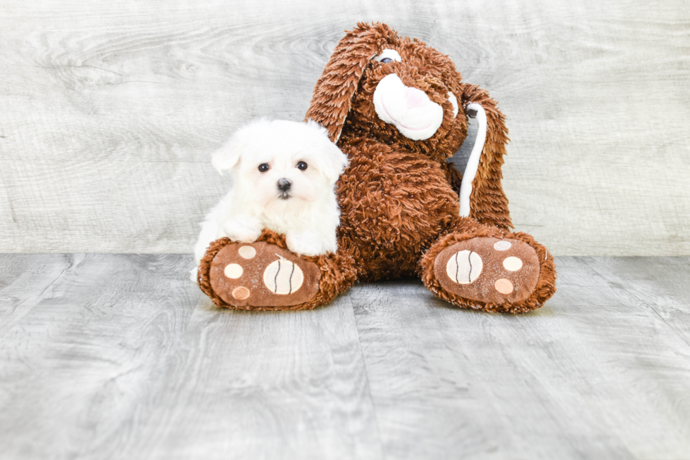 Funny Maltese Purebred Pup