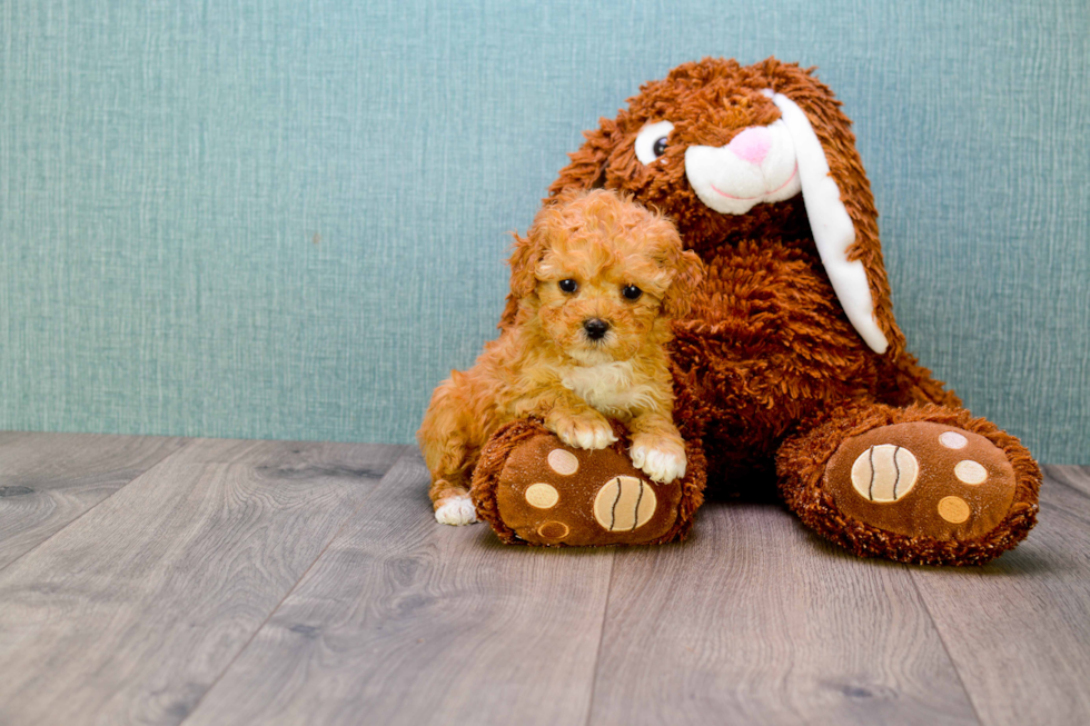 Happy Cavapoo Baby