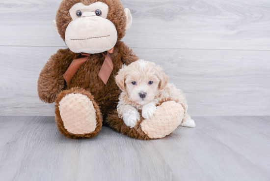 Petite Maltipoo Poodle Mix Pup