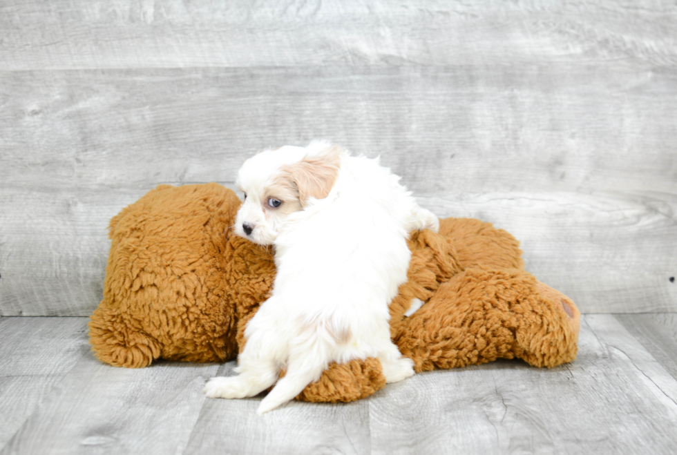 Best Cavachon Baby