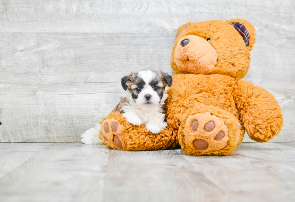 Teddy Bear Pup Being Cute