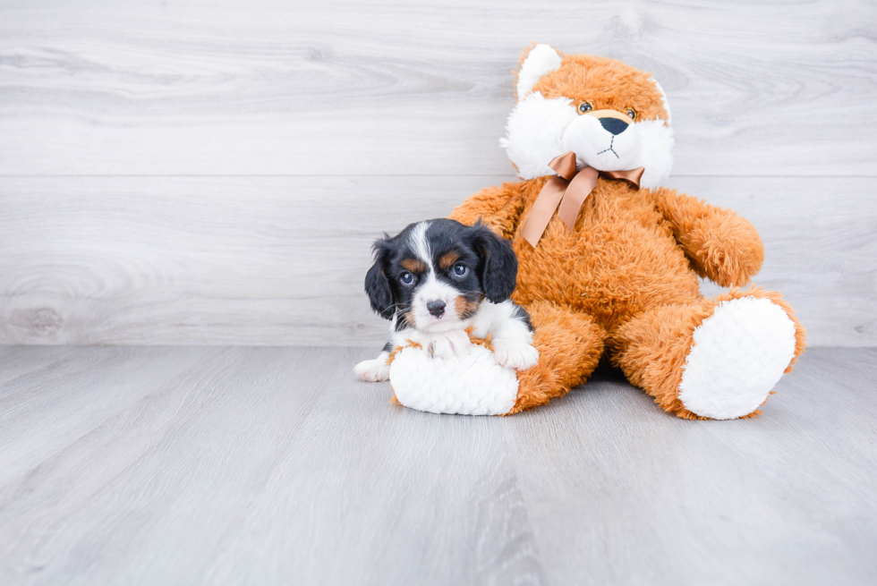 Funny Cavalier King Charles Spaniel Baby