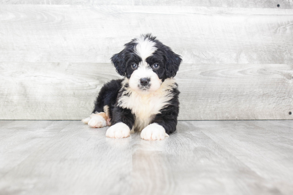 Best Mini Bernedoodle Baby