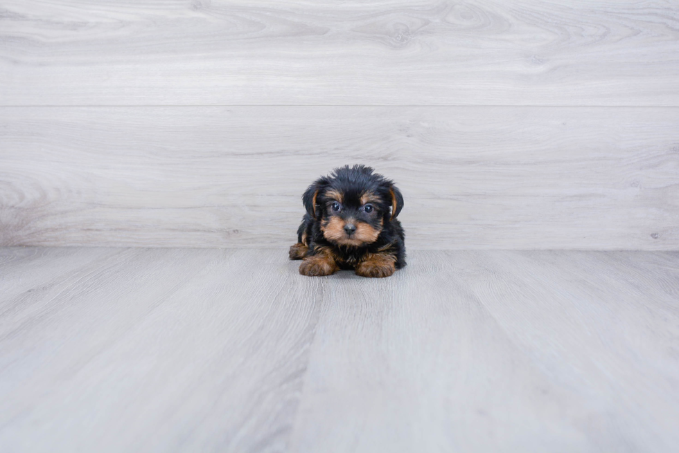 Meet Bella - our Yorkshire Terrier Puppy Photo 