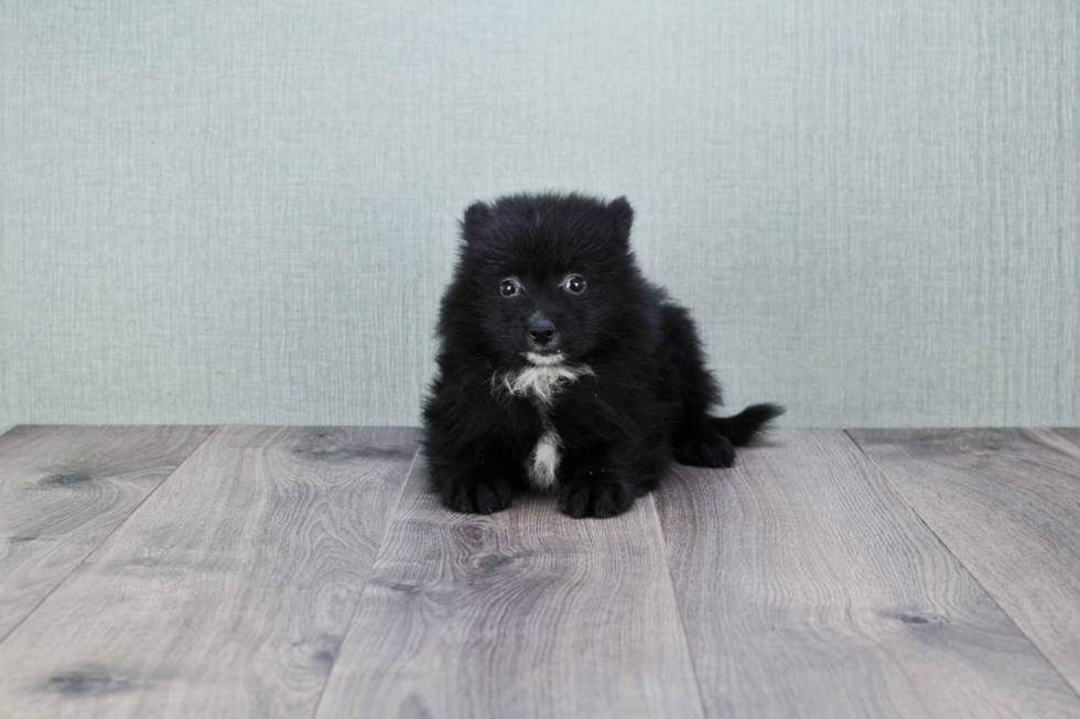 Pomeranian Puppy for Adoption