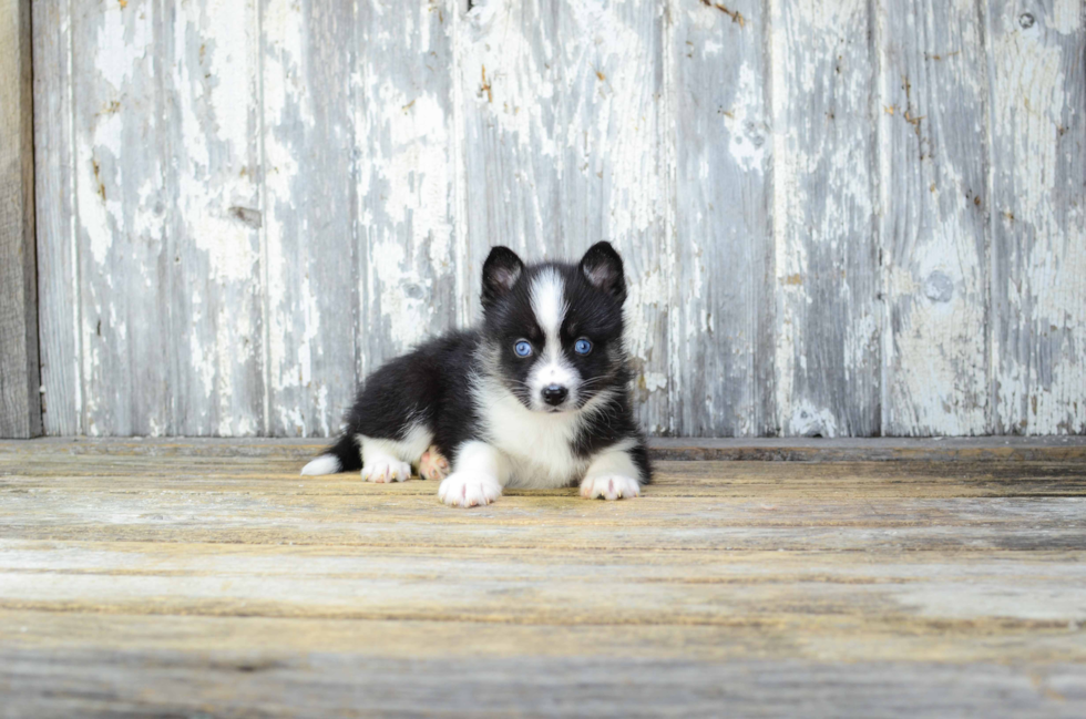 Cute Pomsky Baby