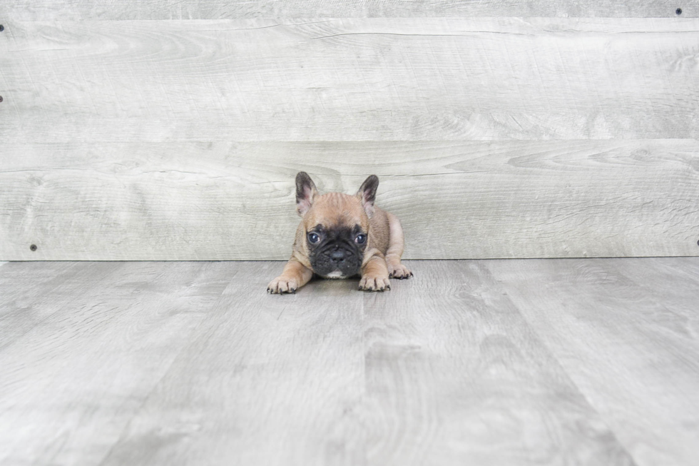 French Bulldog Pup Being Cute