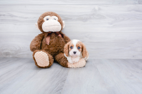 Playful Cavalier King Charles Spaniel Baby