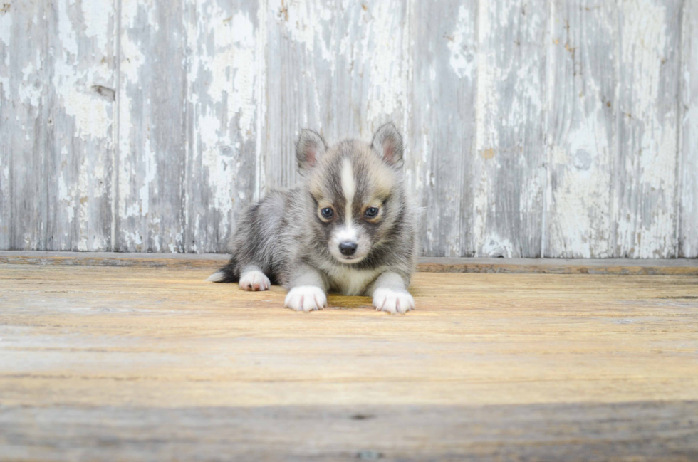 Popular Pomsky Designer Pup