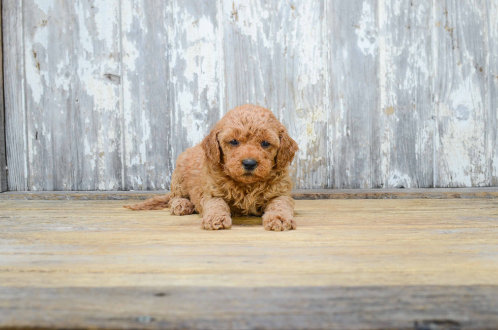 Playful Golden Retriever Poodle Mix Puppy