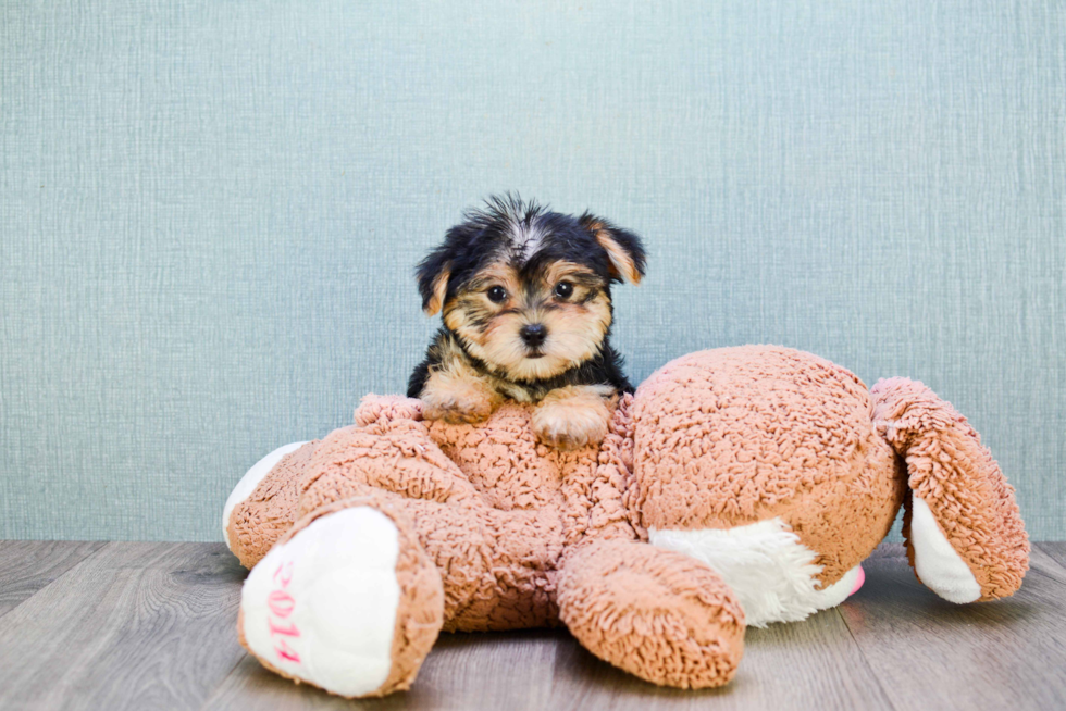 Happy Morkie Baby