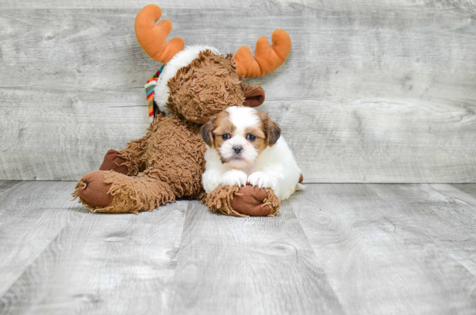 Teddy Bear Pup Being Cute