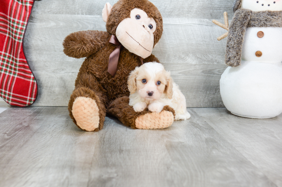 Cavachon Puppy for Adoption