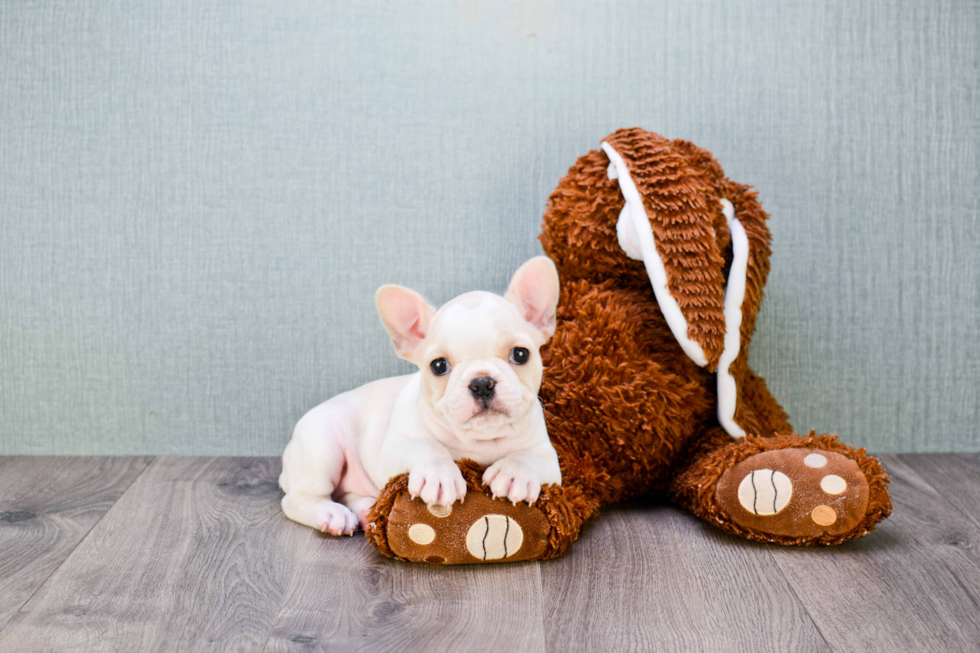 French Bulldog Puppy for Adoption