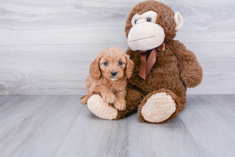 Happy Cavapoo Baby