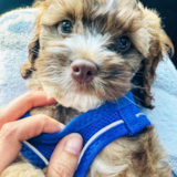 Popular Cocker Poodle Mix Pup