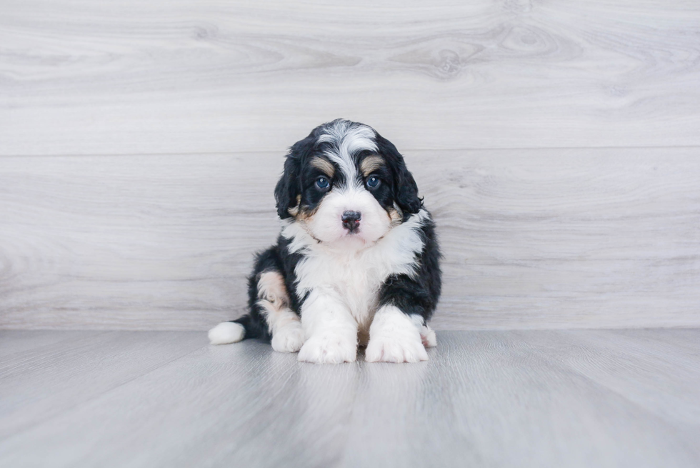 Mini Bernedoodle Pup Being Cute