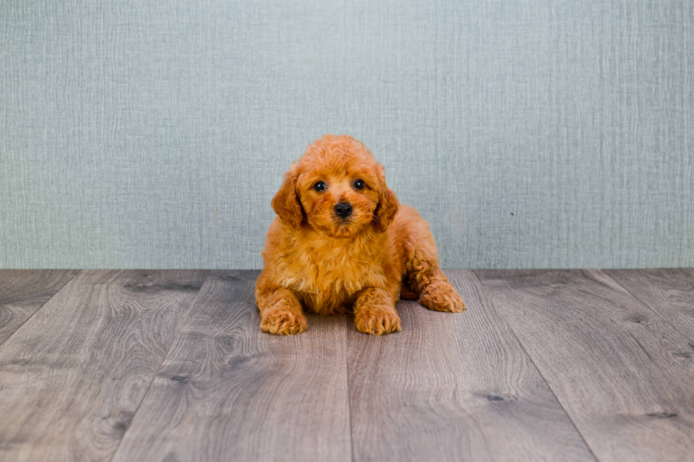 Friendly Mini Goldendoodle Baby