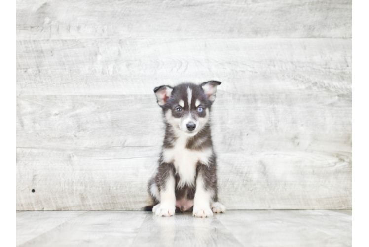 Pomsky Puppy for Adoption