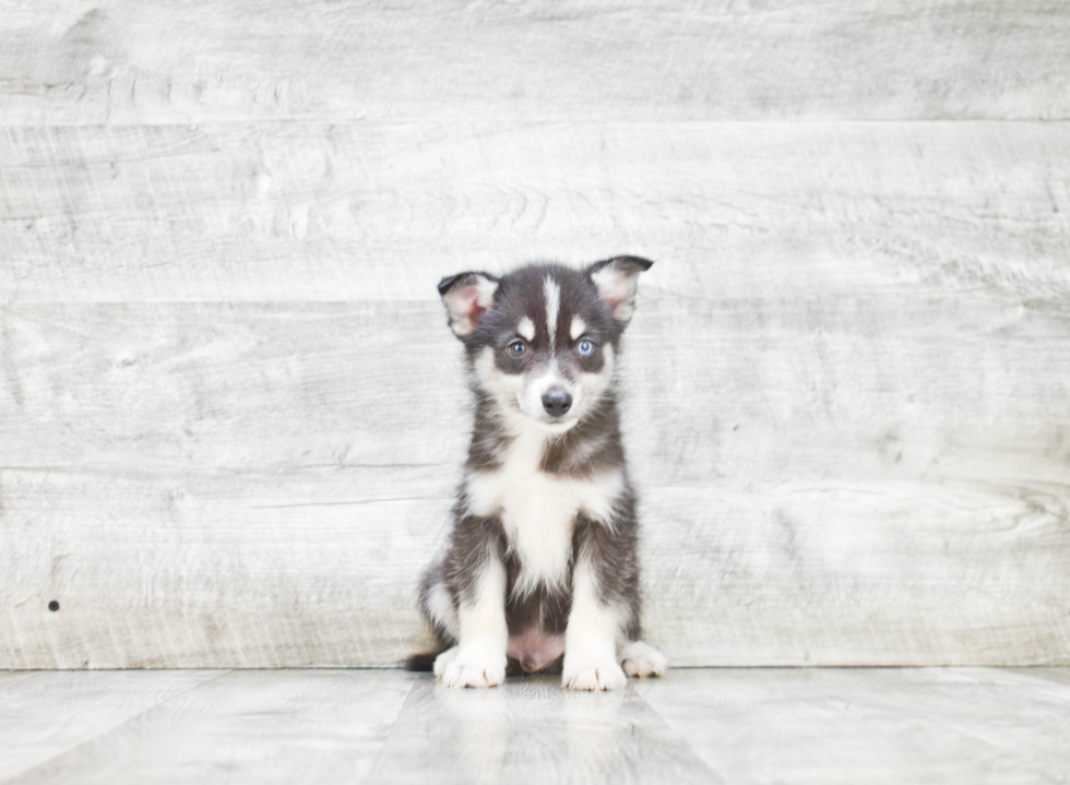 Pomsky Puppy for Adoption