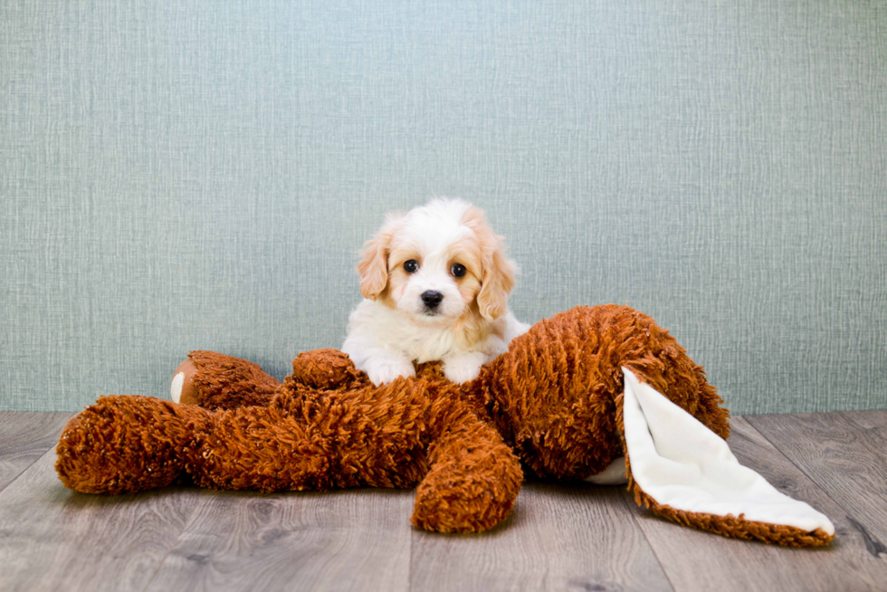 Cavachon Pup Being Cute