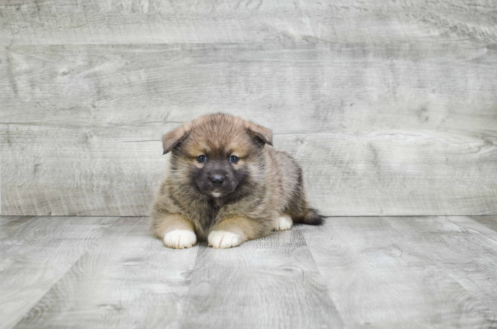 Pomsky Pup Being Cute