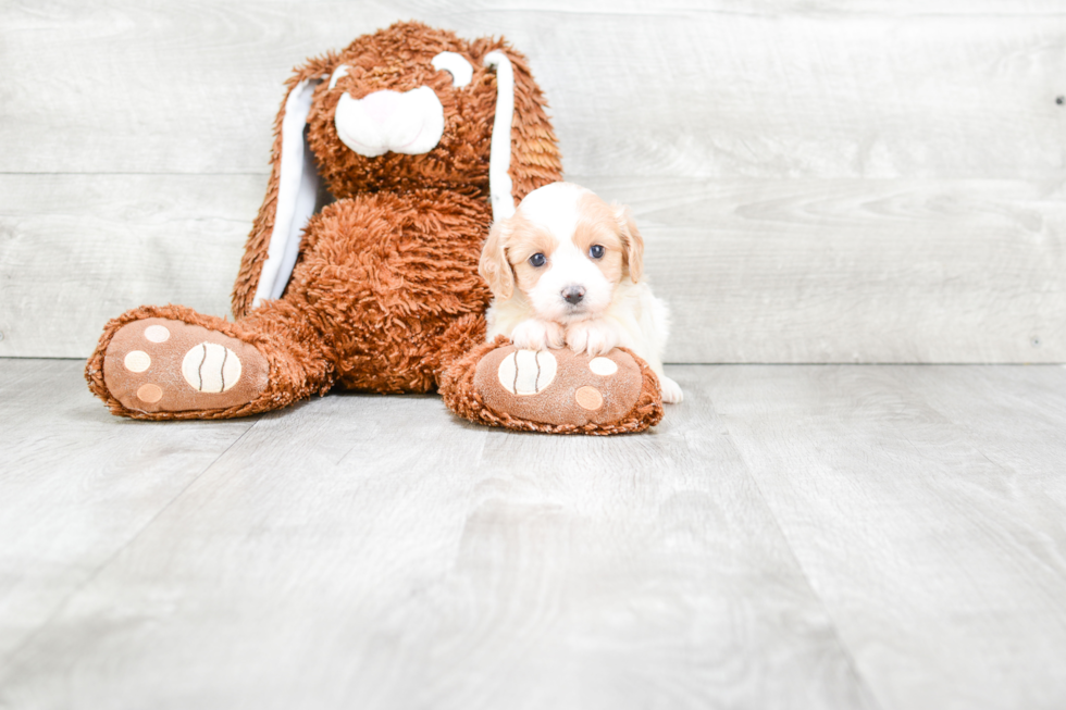 Best Cavachon Baby