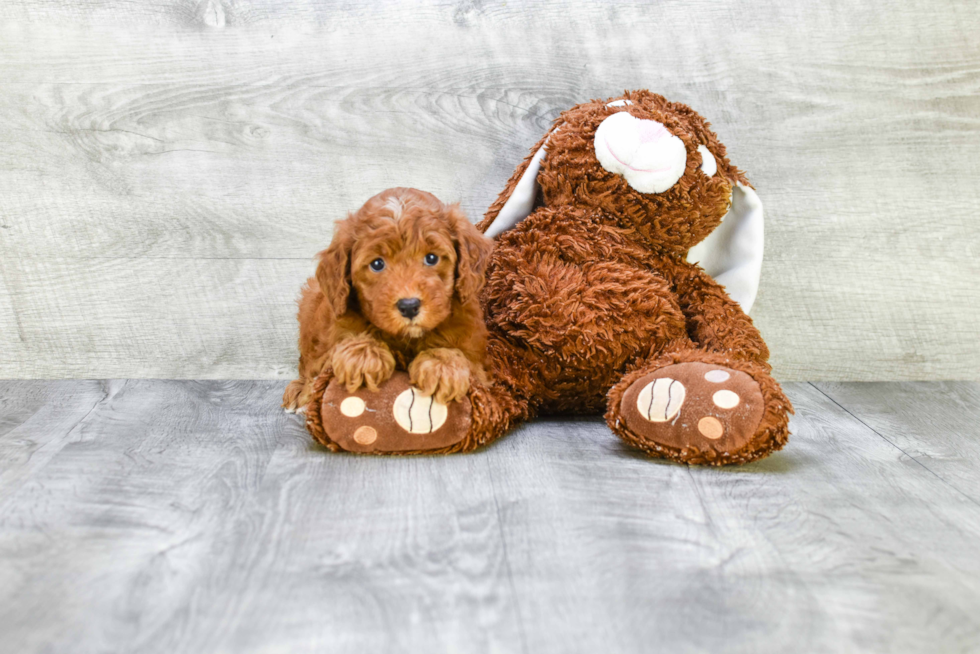 Best Mini Goldendoodle Baby