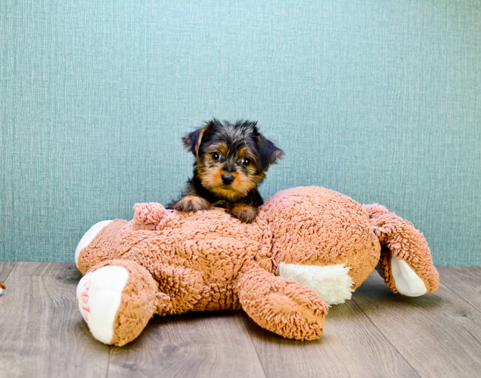 Meet Teacup-Stevo - our Yorkshire Terrier Puppy Photo 