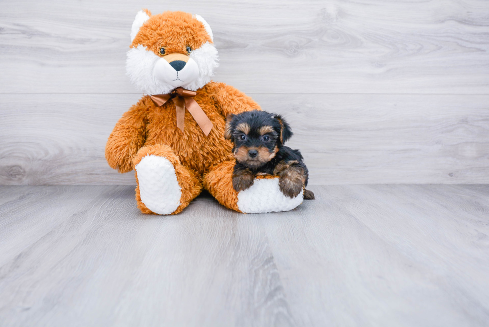 Meet Joey - our Yorkshire Terrier Puppy Photo 