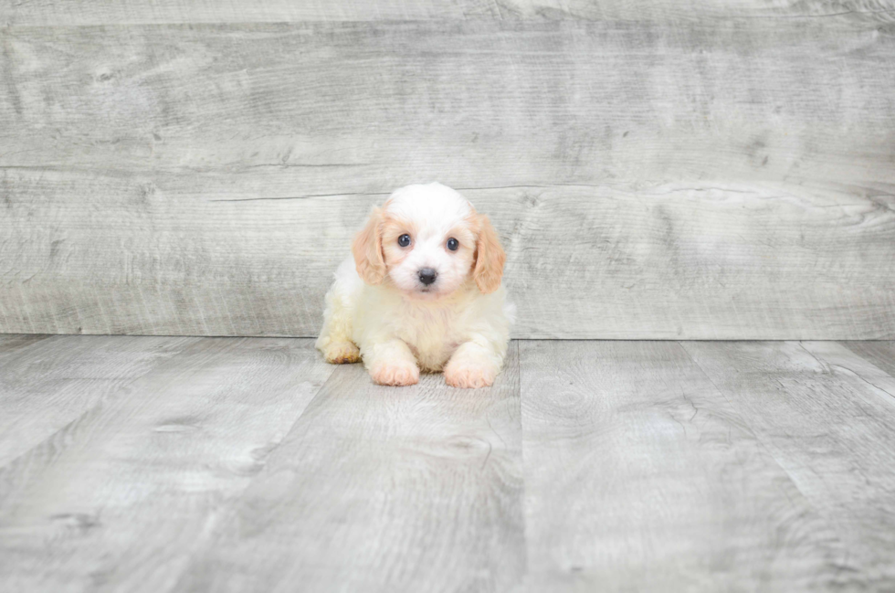 Best Cavachon Baby