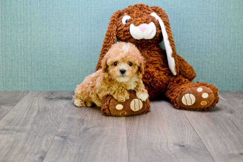 Cavapoo Pup Being Cute