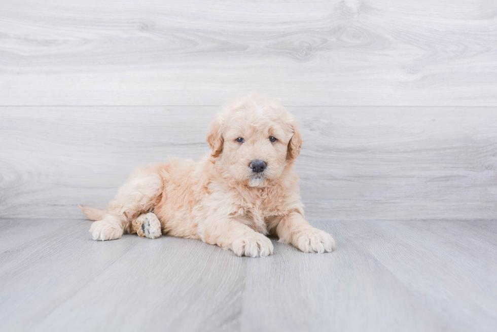 Friendly Mini Goldendoodle Baby