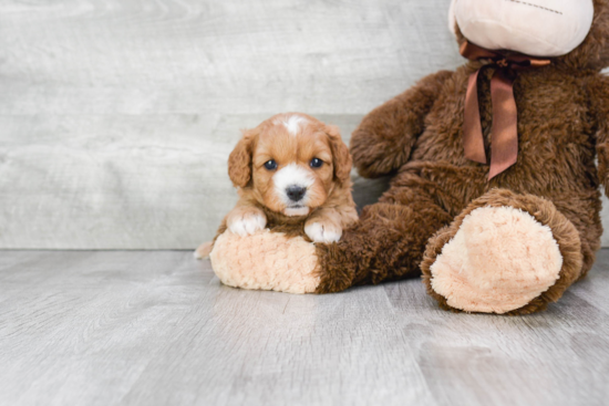 Cavapoo Puppy for Adoption