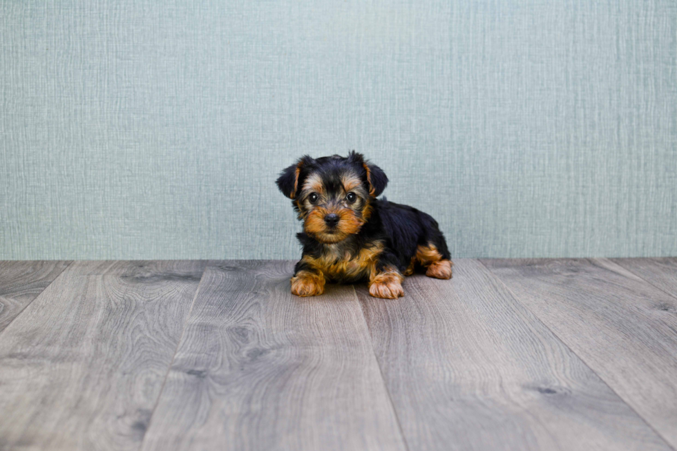 Meet Trigger - our Yorkshire Terrier Puppy Photo 